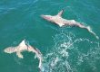 two sharks port canaveral