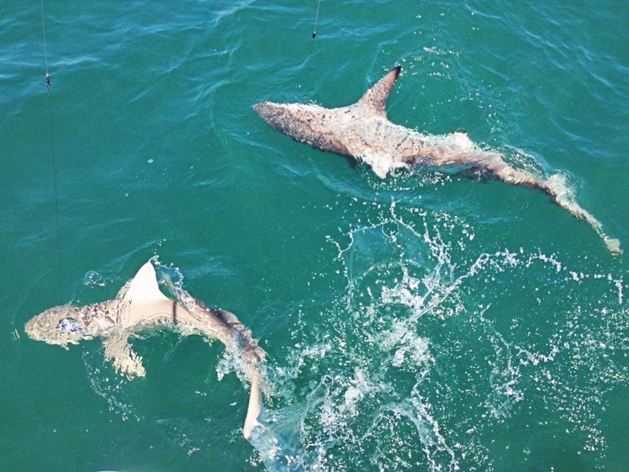 two sharks port canaveral