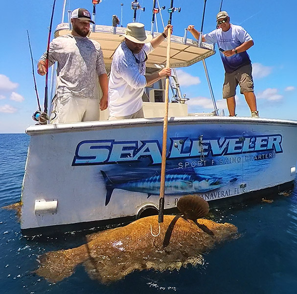 Goliath Grouper
