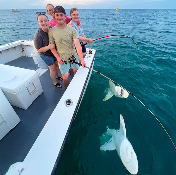 Sandbar Shark