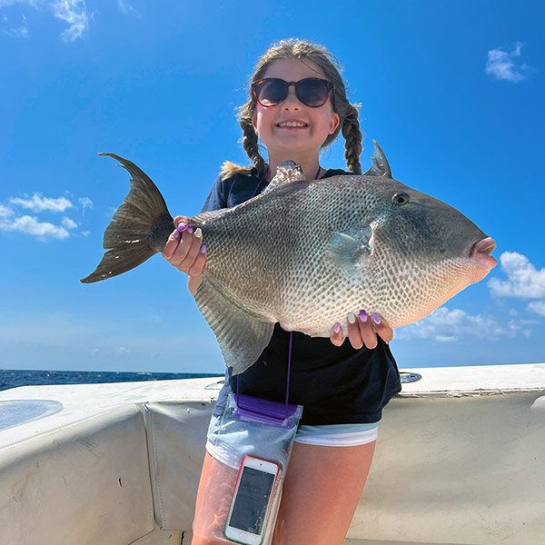 Gray Triggerfish